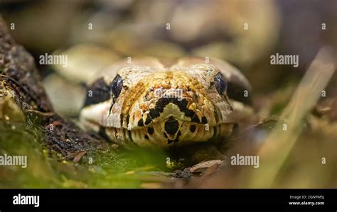 Image result for Royal Python Brain