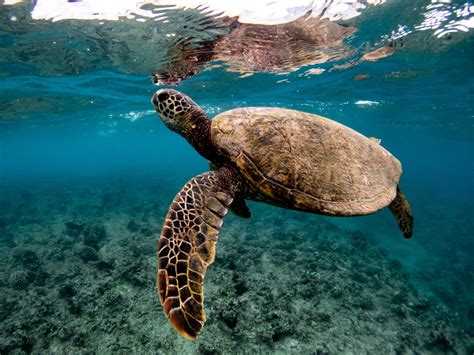 Turtle Wax Ceramic Teardrop Flag に対する画像結果