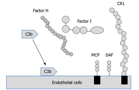 Image result for Factor I Complement