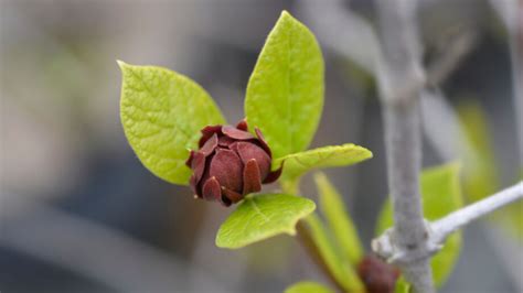 Shrubs with Fall Color に対する画像結果