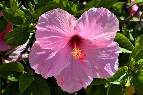 Toradh íomhá ar How to Care for Hibiscus