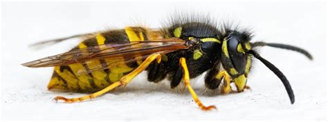 Wasp Exterminator に対する画像結果