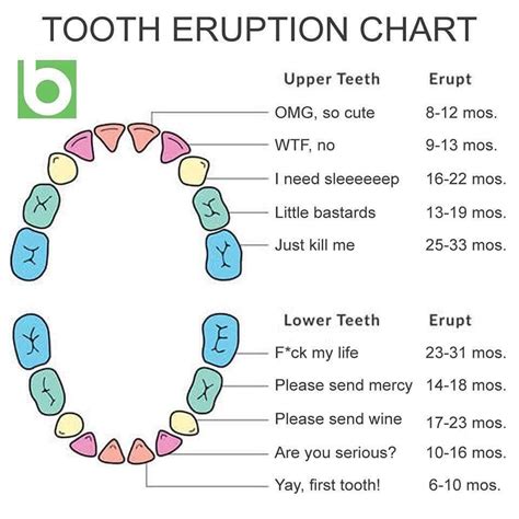Teeth Development Chart に対する画像結果