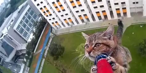 Zap Des Animaux に対する画像結果