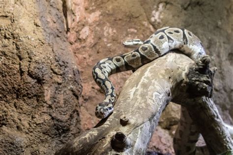 Image result for Ball Python On Tree