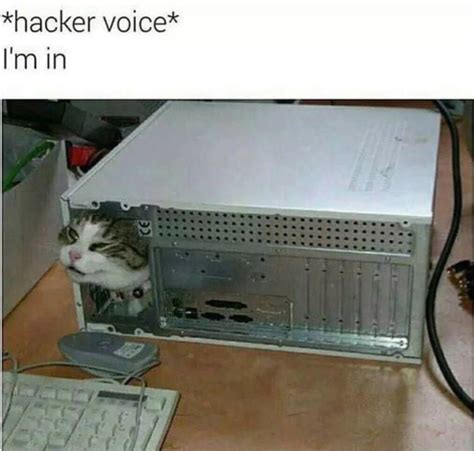 Netcat Hacking Meme に対する画像結果
