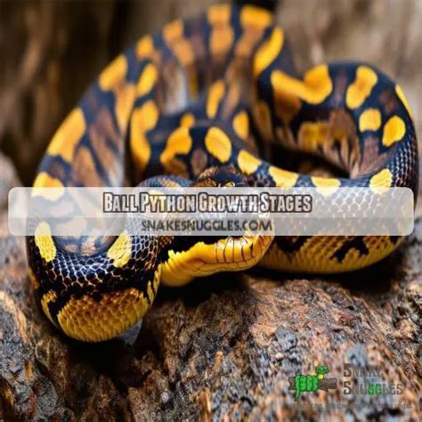 Image result for Ball Python Growth Chart