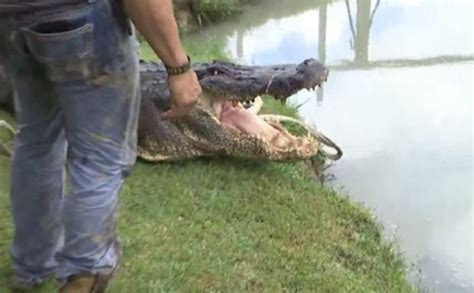 Image result for Guy Eating Pizza in Swamp with Alligator