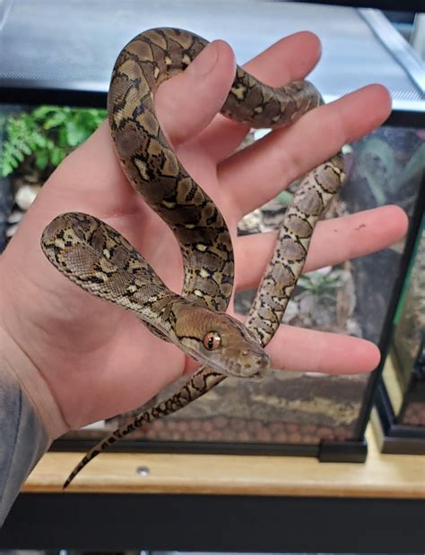 Image result for Super Dwarf Reticulated Python