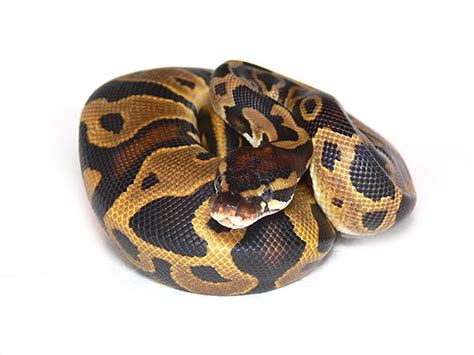 Image result for Ball Python Leopard