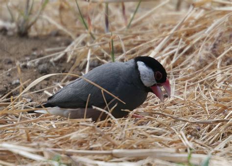 Image result for Java Sparrow Tree