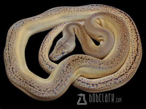 Image result for Golden Child Retic Python