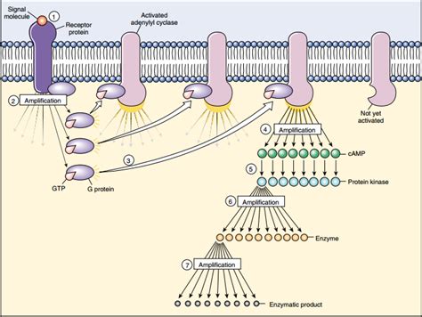 Afbeeldingsresultaten voor Cell Signaling Cascade