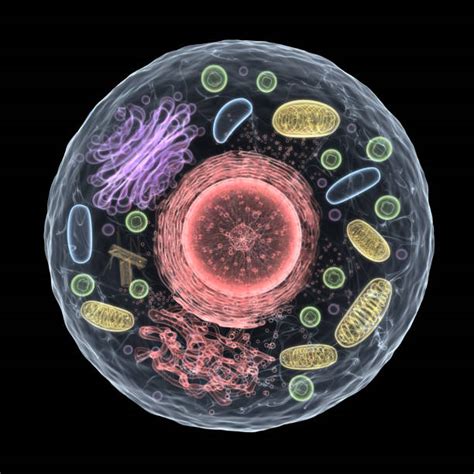 Image result for Cytoplasm Real Life Example