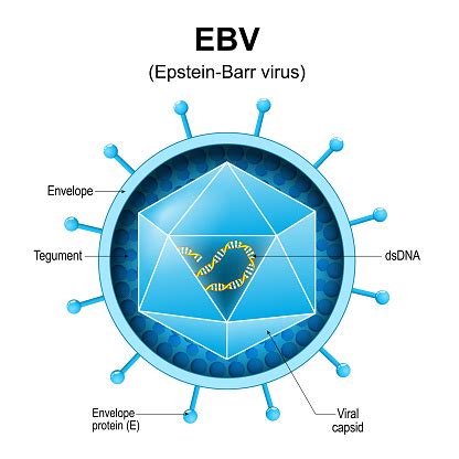 Image result for EBV Virus