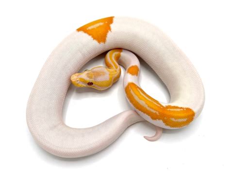 Image result for Emoji Dreamsicle Ball Python