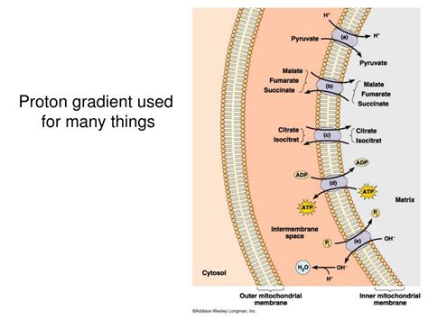Image result for Ros and OXPHOS