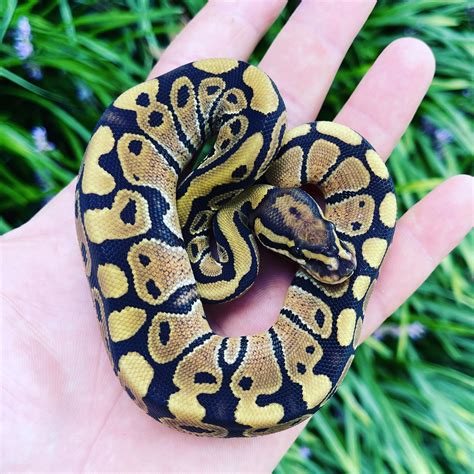 Vanilla Axanthic Ball Python に対する画像結果