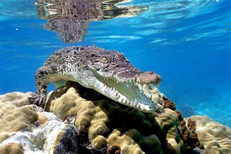 Image result for Saltwater Crocodile