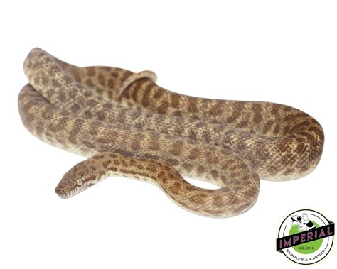 Image result for Adult Children Python