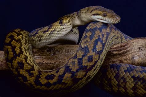 Toradh íomhá ar Scrub Python Australia Map