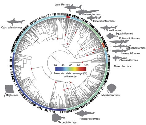 Complete Evolutionary Tree に対する画像結果