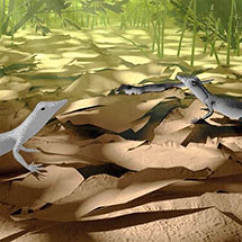 Image result for Lizard Evolution Virtual Lab Answer Key