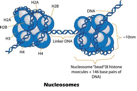 Image result for Histone Octamer Crystal Structure
