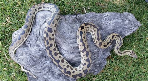 Image result for Blonde Spotted Python