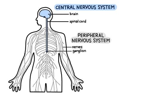 Image result for Peripheral Nervous System Labelled