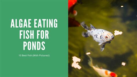 Image result for Koi Pond Algae Eaters