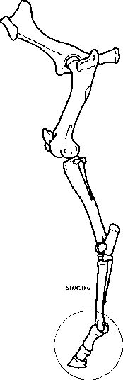 Image result for Hind Limb in Python