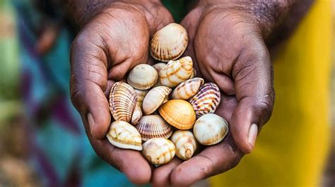 Bildergebnis für Cowrie Shells