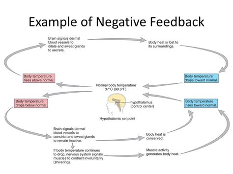 Image result for Positive vs Negative Feedback Loop