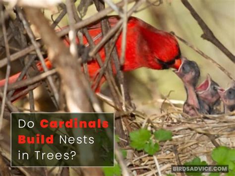 How to Build a Cardinal Nest に対する画像結果