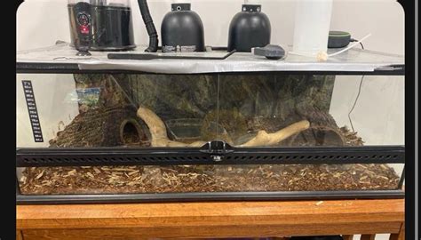 Image result for Bad Ball Python Enclosure