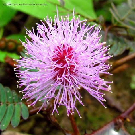 Image result for The Touch Me Not Plant in the Bahamas