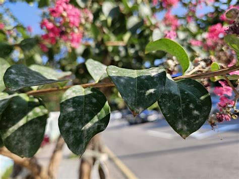 Powdery Mildew Crape Myrtle に対する画像結果