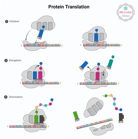 Afbeeldingsresultaten voor Protein Synthesis Process Diagram