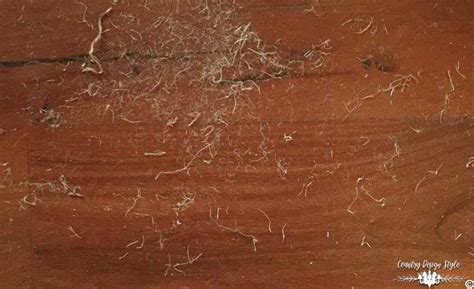 Image result for Shaggy Rope Tree