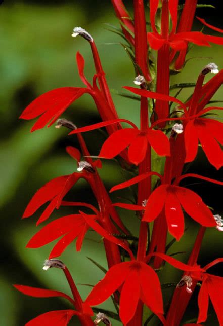 Image result for Cardinal Flower Information