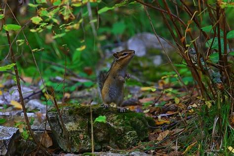 Afbeeldingsresultaten voor How to Keep Chipmunks From Garden