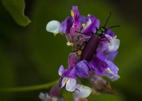 Insect On Flower に対する画像結果