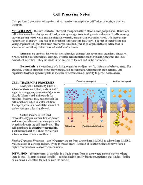 Image result for Popular Cell Processes