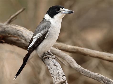 Image result for Australian Butcher Bird Sound