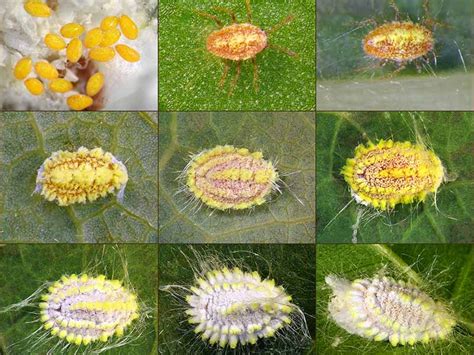 How to Identify and Control Scale Insects | Gardener’s Path