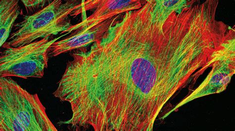 Image result for Light Scope Light Microscopy Software