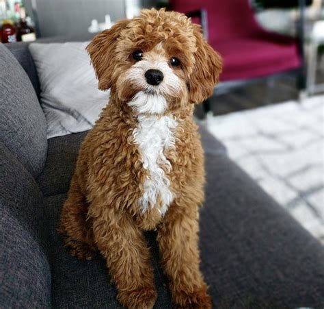 Image result for Full-Grown Cavapoo Dogs Red