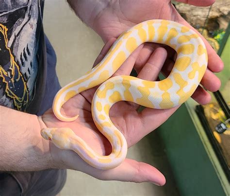 Image result for True Albino Ball Python
