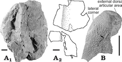 Toradh íomhá ar Dermal Plates
